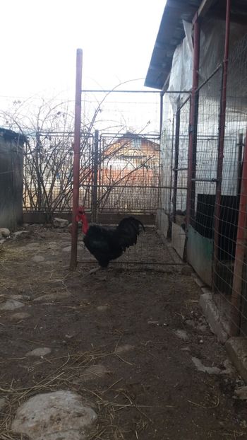  - Z GGT NEGRU 2019