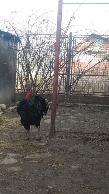  - Z GGT NEGRU 2019