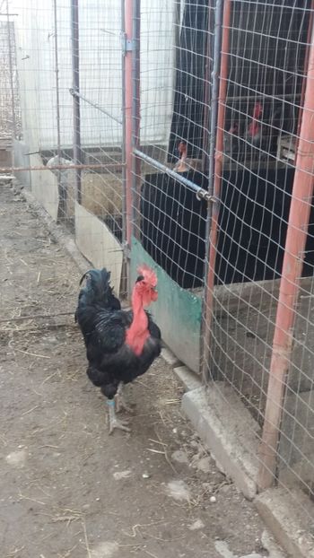  - Z GGT NEGRU 2019