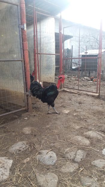  - Z GGT NEGRU 2019