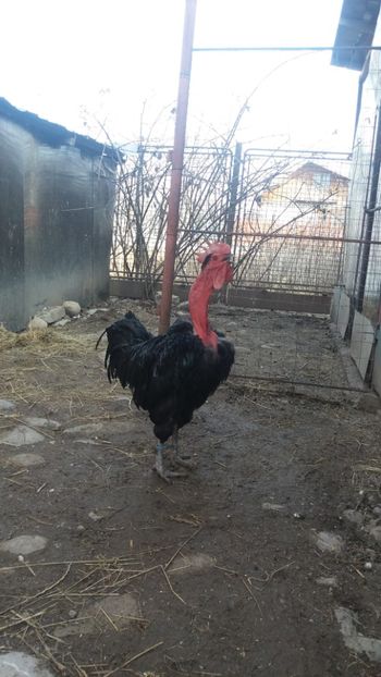  - Z GGT NEGRU 2019