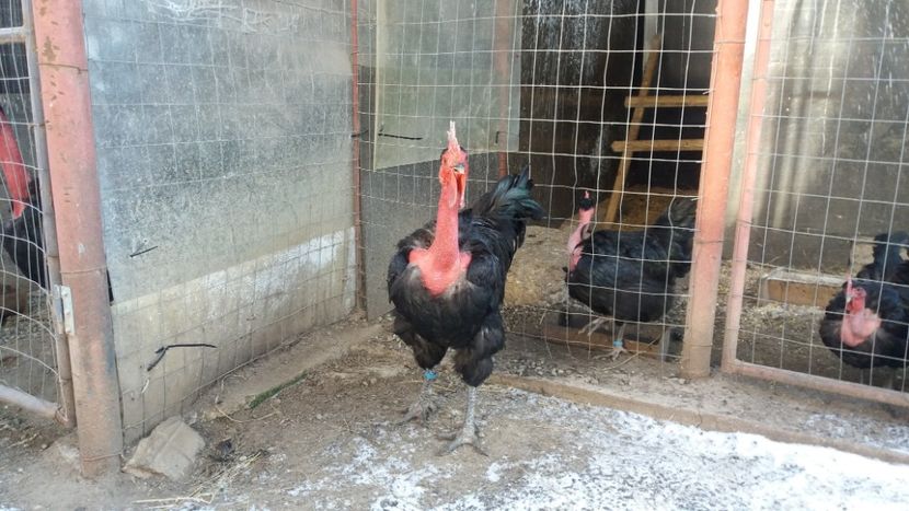  - Z GGT NEGRU 2019