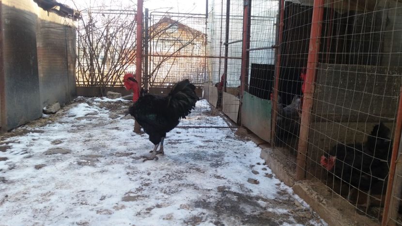  - Z GGT NEGRU 2019