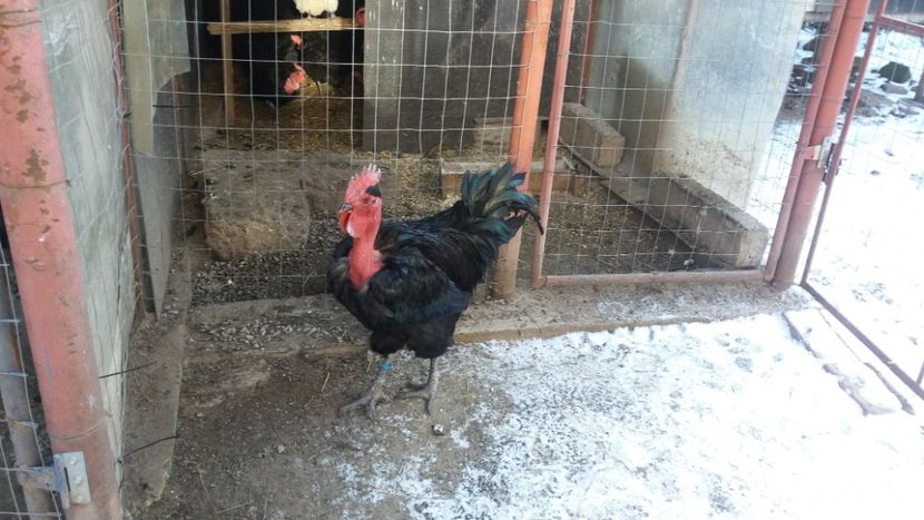  - Z GGT NEGRU 2019