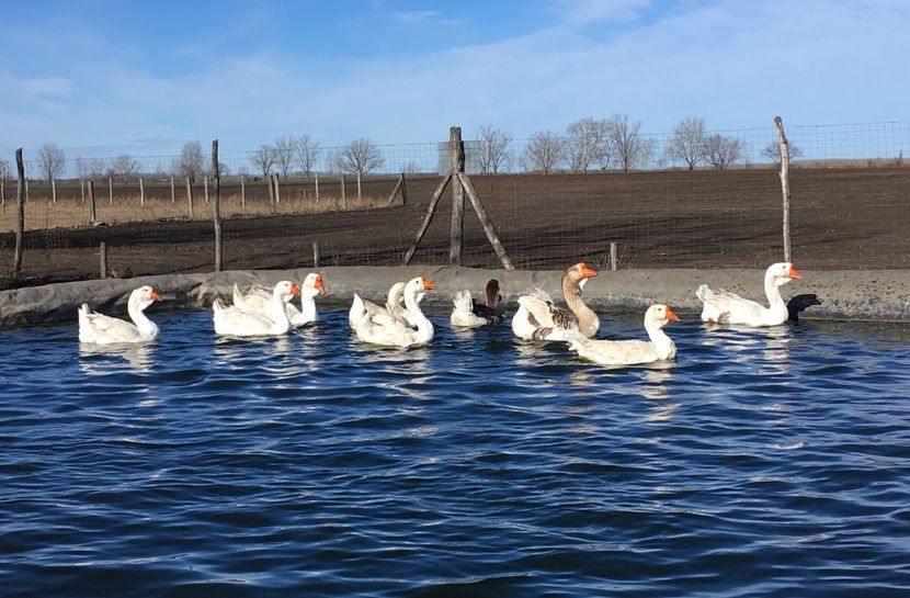 7DC8F362-CF13-42D8-BB71-42DF0DA18906 - vansare