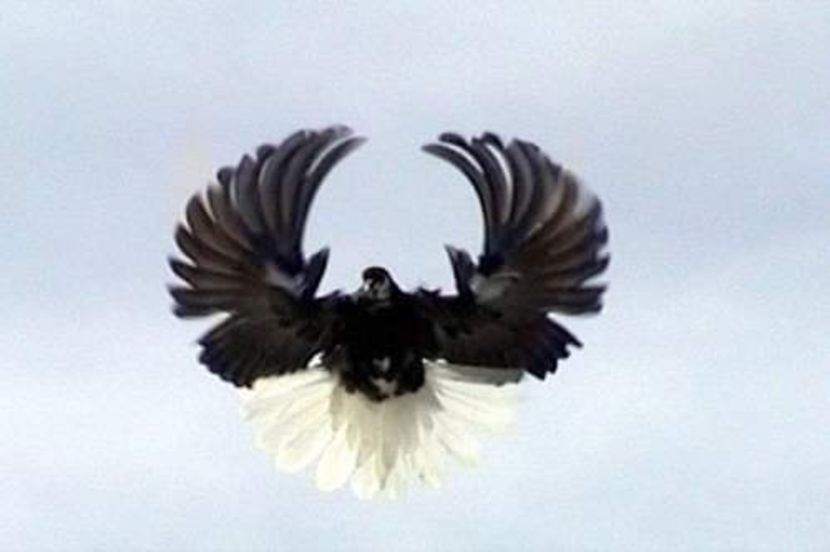 Foto Zburători de Nikolaev - Foto Porumbei Zburători de Nikolaev