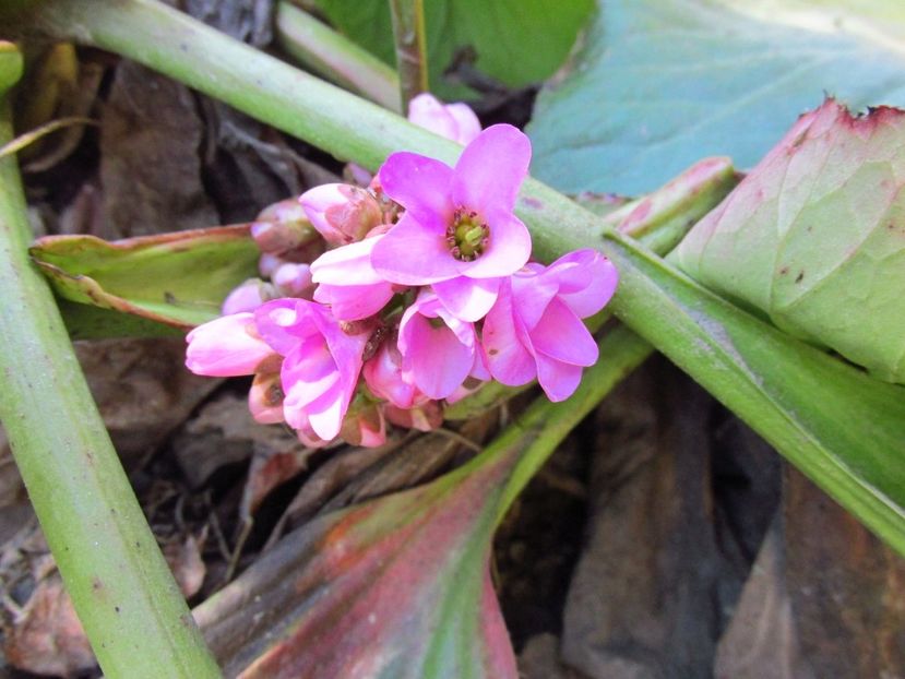  - Bergenia - Sansifraga