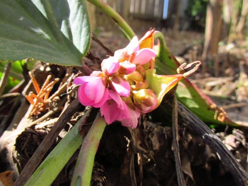  - Bergenia - Sansifraga