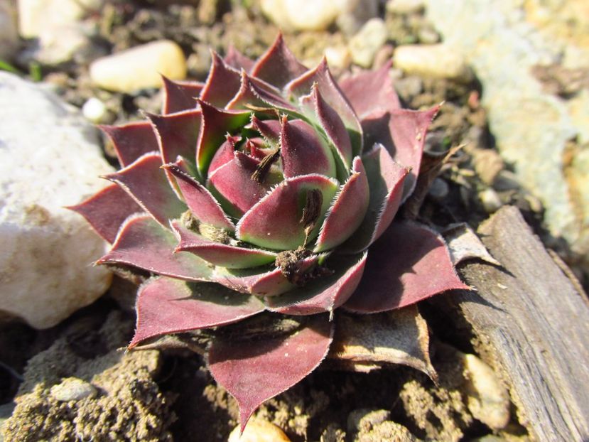 Sempervivum - urechelniță - Grădina de piatră