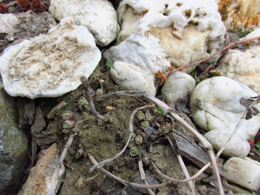 Sedum sieboldii - Grădina de piatră