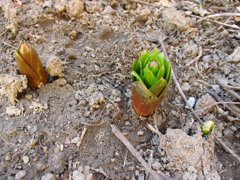  - Fritillaria - Clopoțel