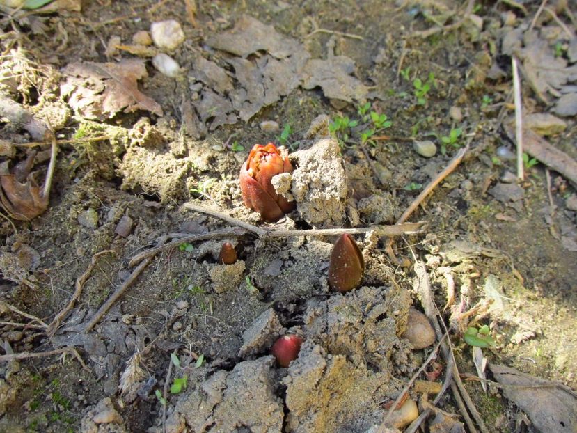  - Fritillaria - Clopoțel