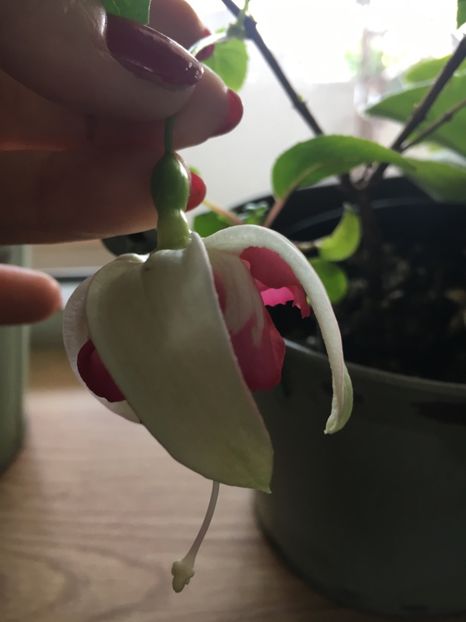 7AF6A74A-7A83-48E0-9EE4-9DF892294FEE - Fucsii 2019