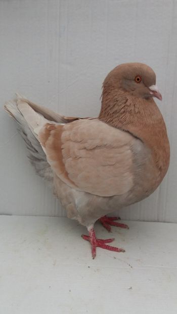 F 2018 vanduta - De vanzare kingi