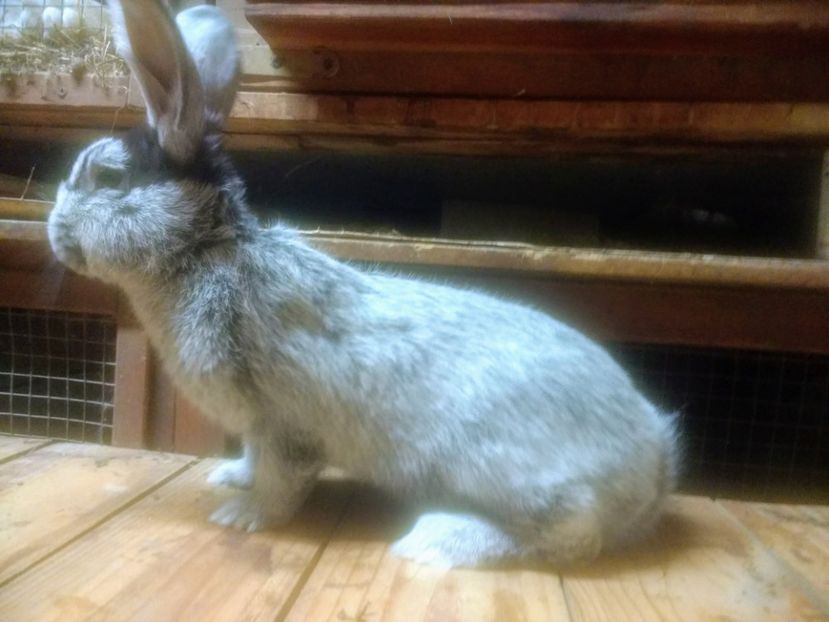  - Marele argintiu 2019