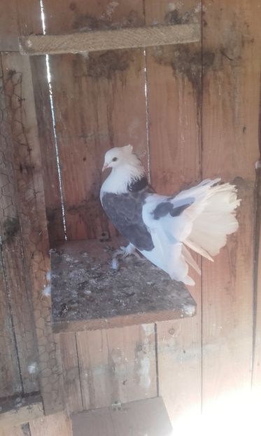  - Porumbei voltati indieni