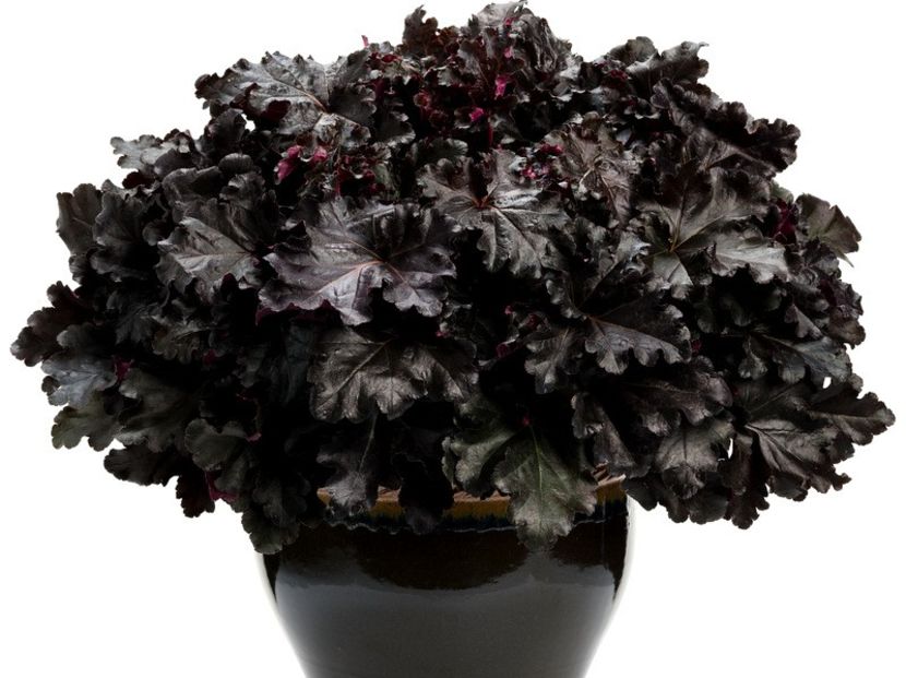 black pearl-27 ron - Heuchera ghiveci de 12 cm