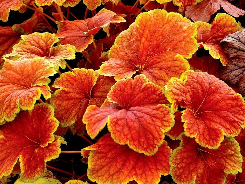 delta down-27 ron - Heuchera ghiveci de 12 cm