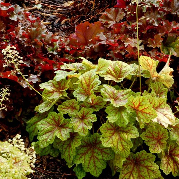 Electra-27 ron - Heuchera ghiveci de 12 cm