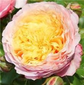 Domaine de Chantilly-72 ron - Noutati trandafiri wwwgradinutacufloriro