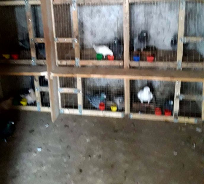  - American giant homer