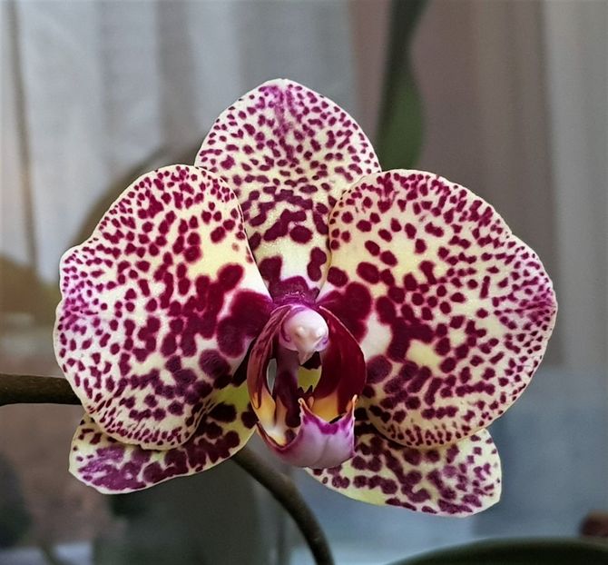  - Phalaenopsis 1