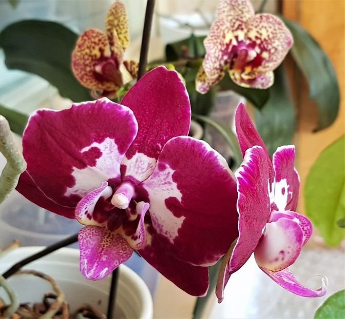  - Phalaenopsis 1