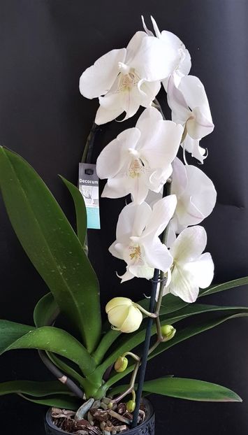  - Phalaenopsis 1