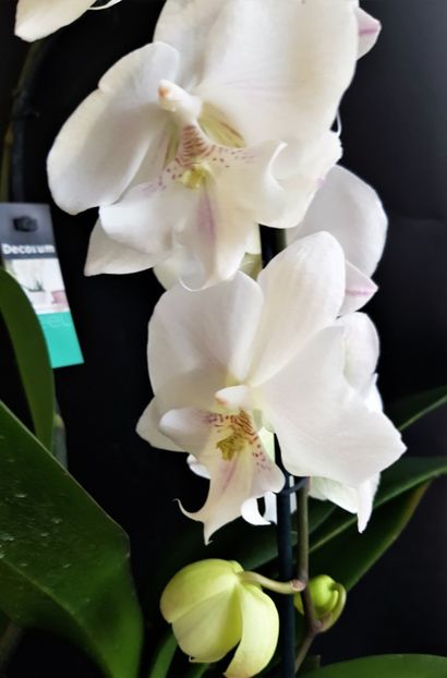  - Phalaenopsis 1