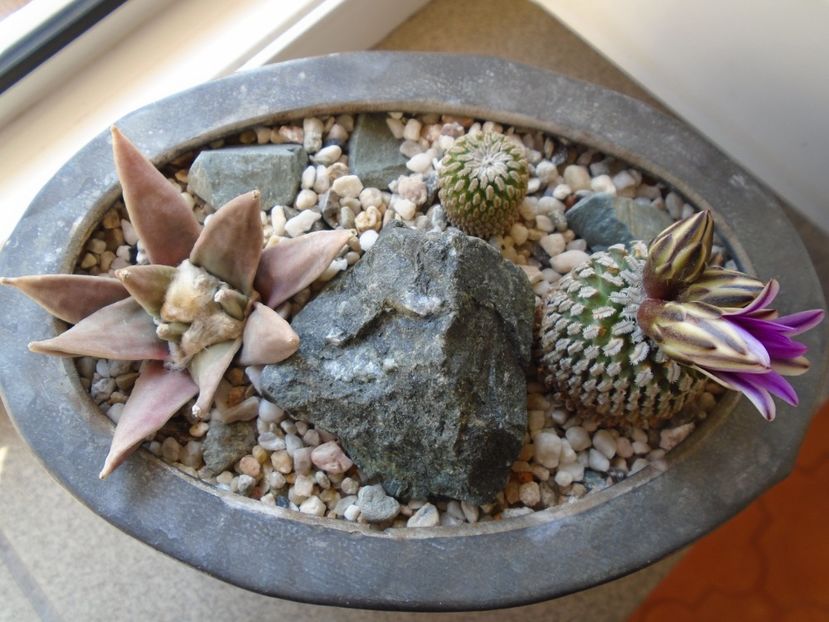 Turbinicarpus pseudopectinatus - Cactusi 2019