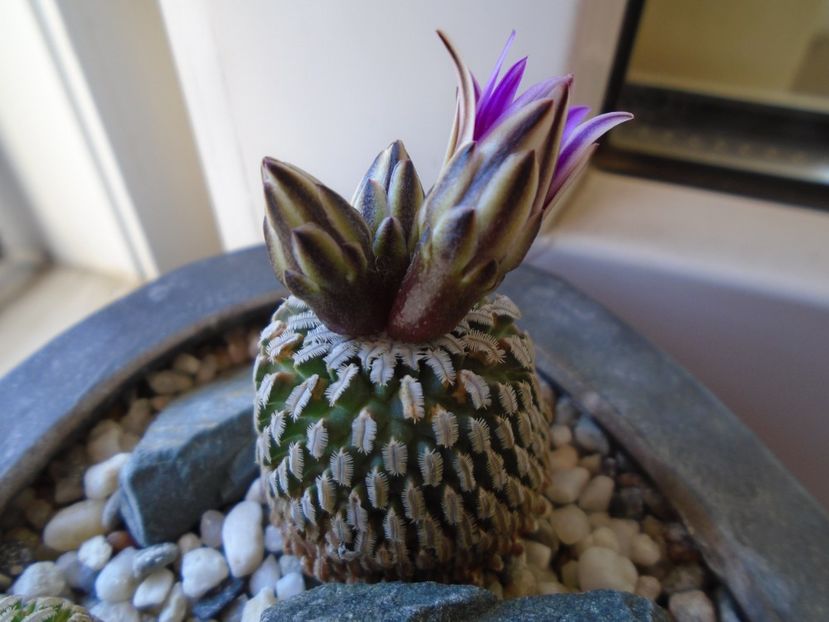 Turbinicarpus pseudopectinatus - Cactusi 2019
