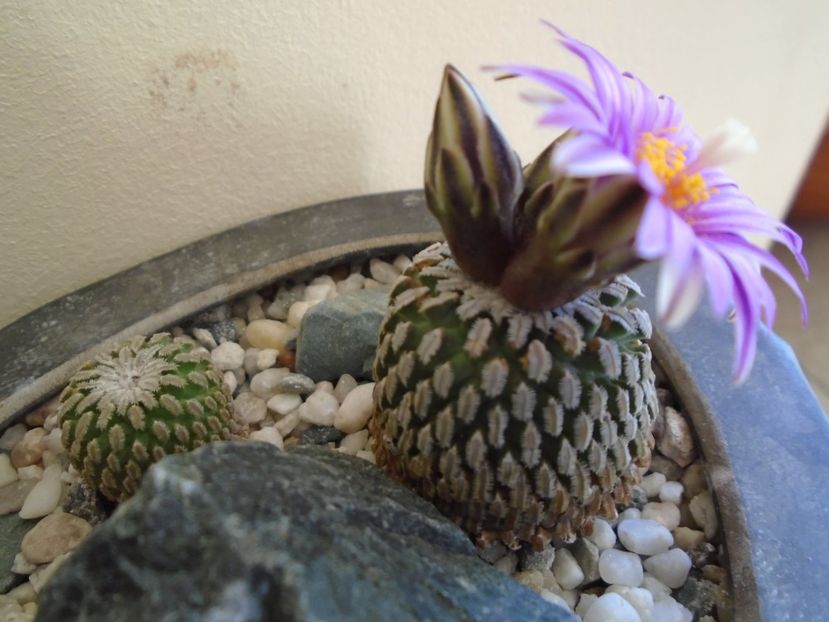 Turbinicarpus pseudopectinatus - Cactusi 2019