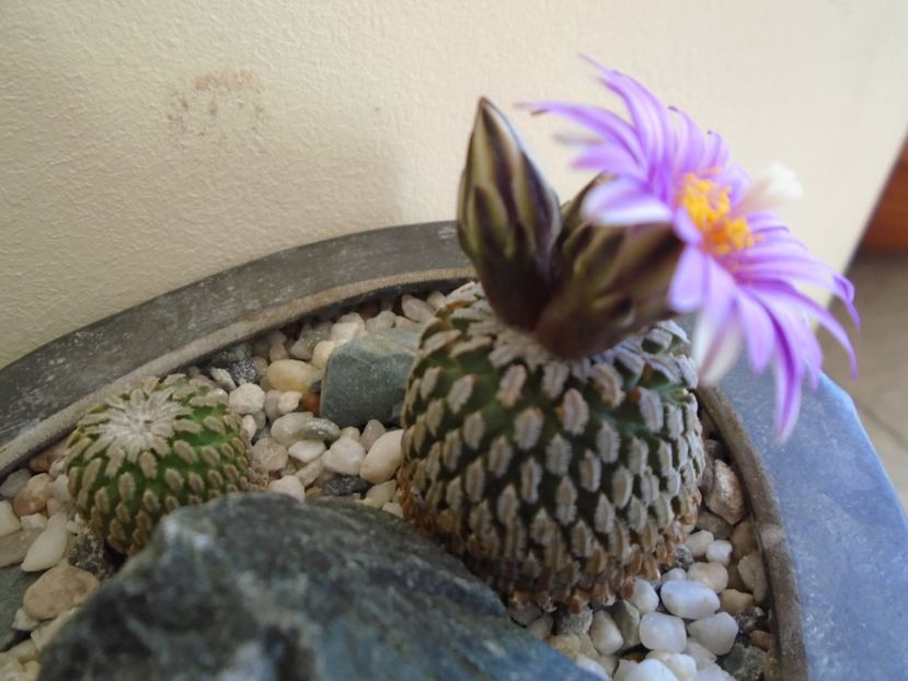 Turbinicarpus pseudopectinatus - Cactusi 2019