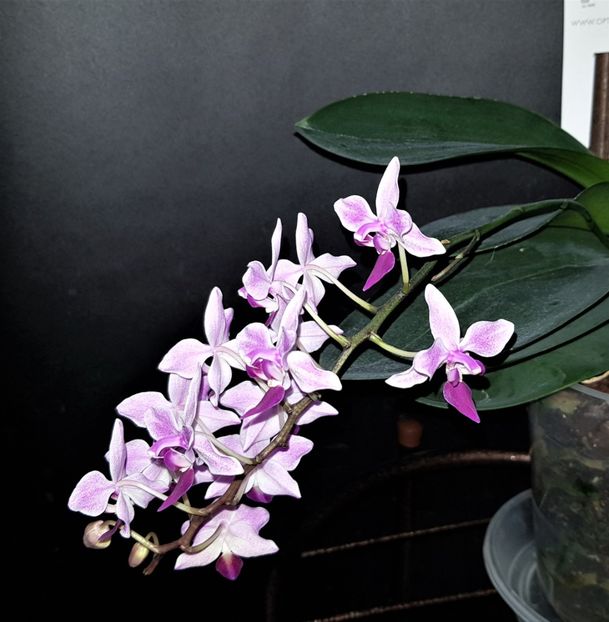  - Phalaenopsis 1