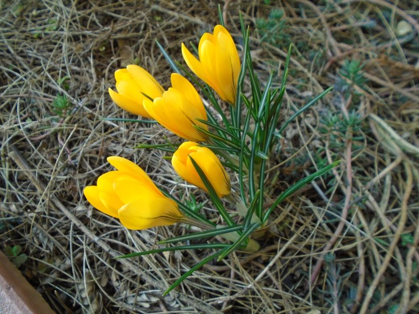 3 mart. 2019 - primii crocusi infloriti - v Iarna 2019-2020