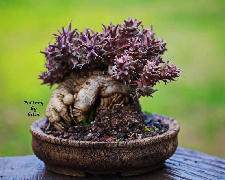 Kitoi: Euphorbia groenewaldii - Vase - aranjamente - accesorii