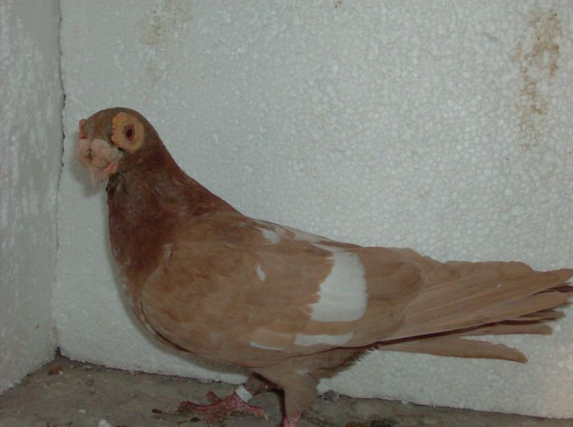 femela 2015 - Lot 2019