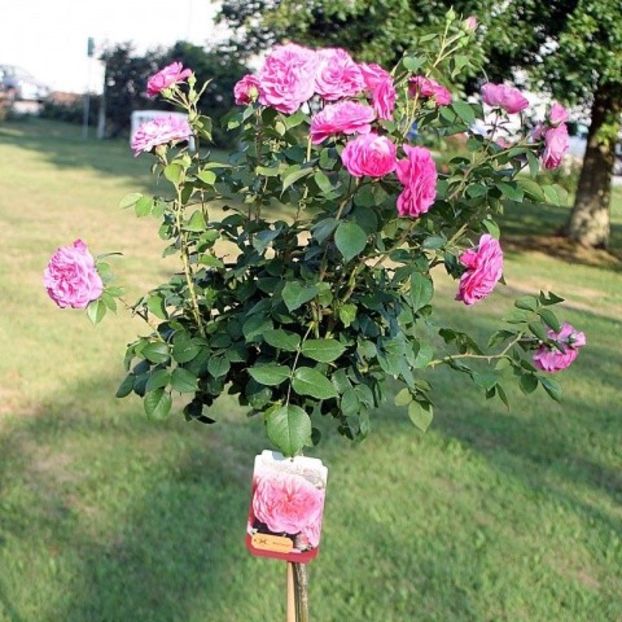 Baronesse-120cm-150 ron - Trandafiri Pomisori