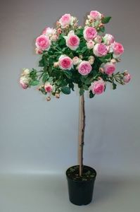 Eden Rose-100 cm-130 ron - Trandafiri Pomisori