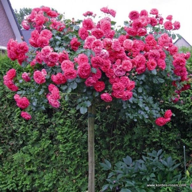 Rosarium Uetersen 140 cm -160 ron - Trandafiri Pomisori