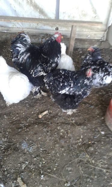 received_255726118636788 - A Cochincina bobat pe negru