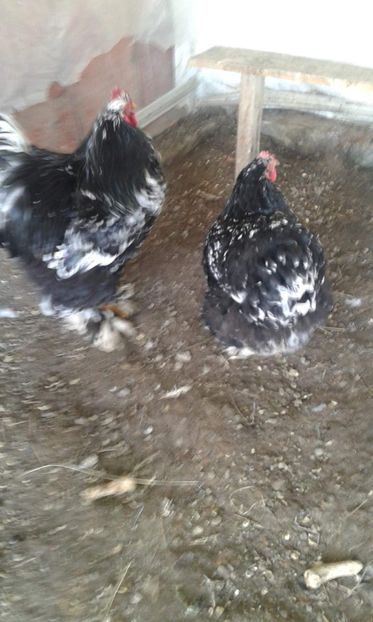 received_294273424574912 - A Cochincina bobat pe negru