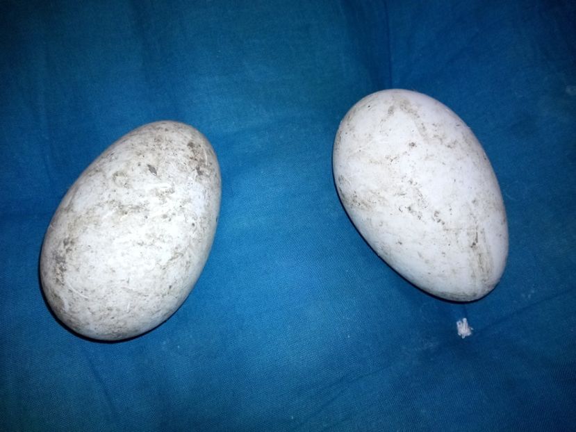 Probabil, primele oua de gâște Tula - B7 - Gâște Tula - Tula geese Tula Ganse