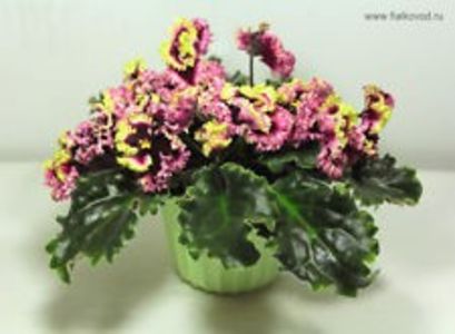 av gypsy wed - poze de pe net
