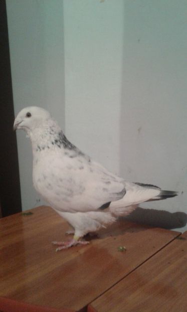  - matca-masculi cuci