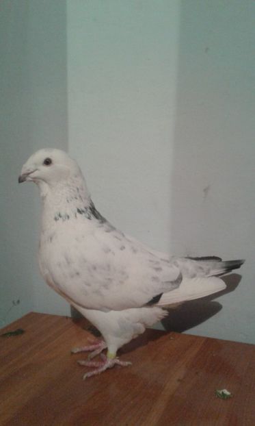  - matca-masculi cuci