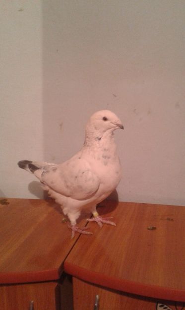  - matca-masculi cuci