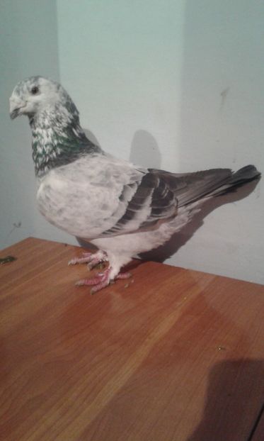 Masculi 2013 - matca-masculi cuci