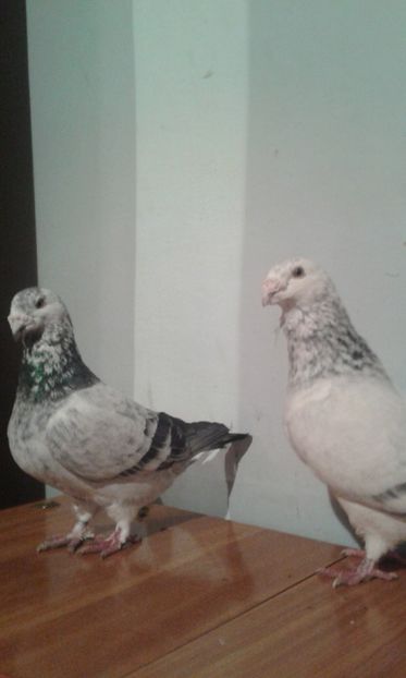  - matca-masculi cuci