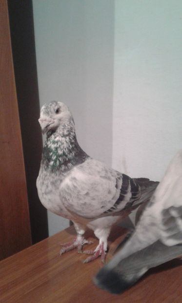  - matca-masculi cuci